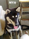 Mya