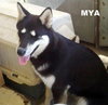 Mya