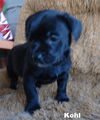 Raven (Puppy)