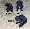 Raven (Puppy)