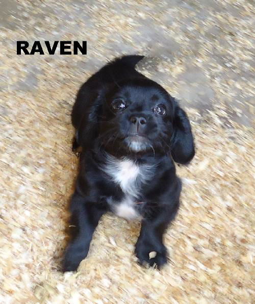 Raven (Puppy)