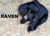 Raven (Puppy)