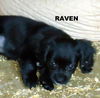 Raven (Puppy)