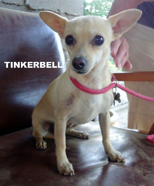 Tinkerbell