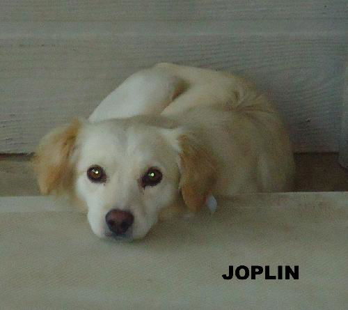 Joplin