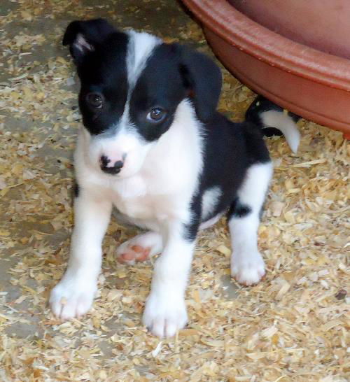 Gold Medal Girls (Puppy)