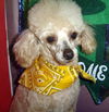 Ruffles (Ritzy)