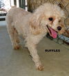 Ruffles (Ritzy)