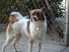 Britta (GrandPaws)