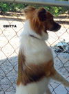 Britta (GrandPaws)