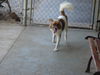 Britta (GrandPaws)