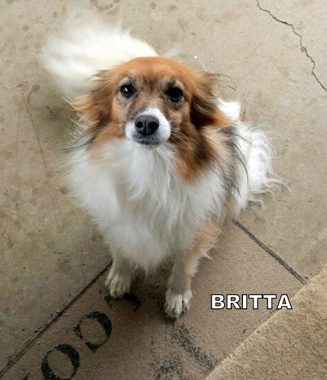 Britta (GrandPaws)