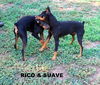 Rico (Ritzy)