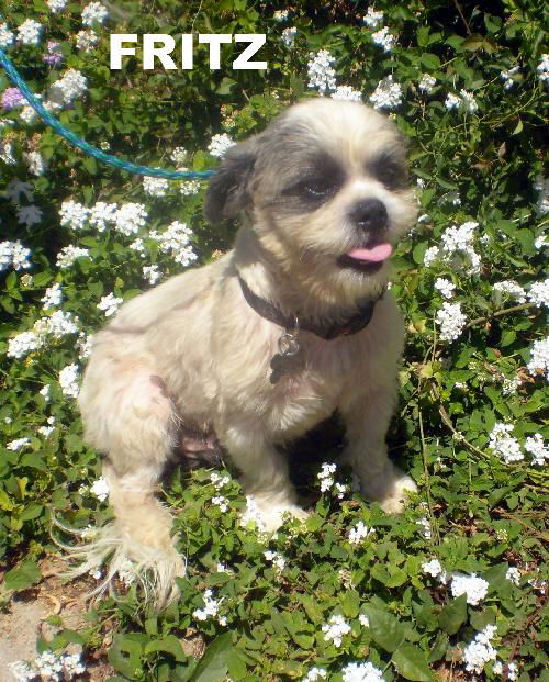 Fritz (Ritzy)