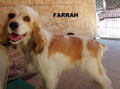 Farrah (Ritzy)