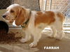 Farrah (Ritzy)