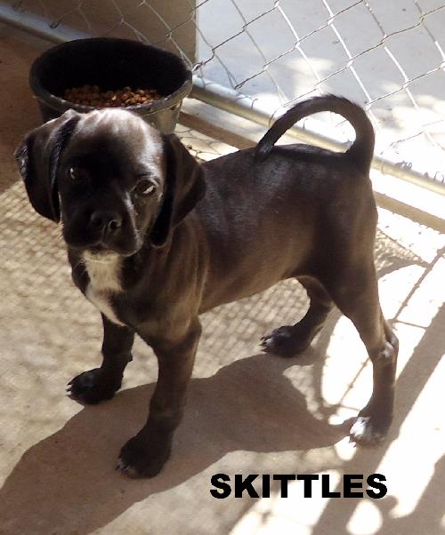 Skittles and Gumdrop (Puppy)
