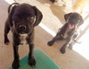 Skittles and Gumdrop (Puppy)