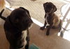 Skittles and Gumdrop (Puppy)