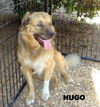 Hugo