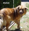 Hugo