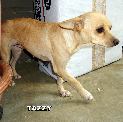 Tazzy