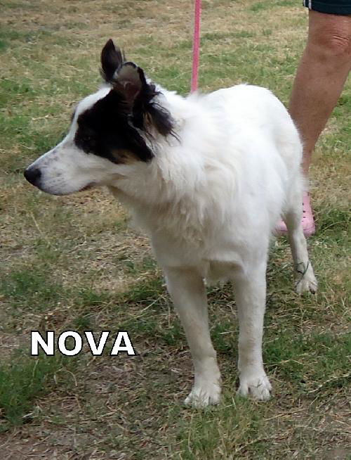 Nova (Ritzy)