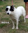 Nova (Ritzy)