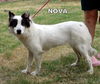 Nova (Ritzy)