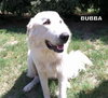 Bubba (Ritzy)