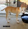 Nomad (Puppy)