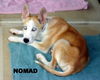 Nomad (Puppy)