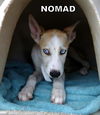 Nomad (Puppy)