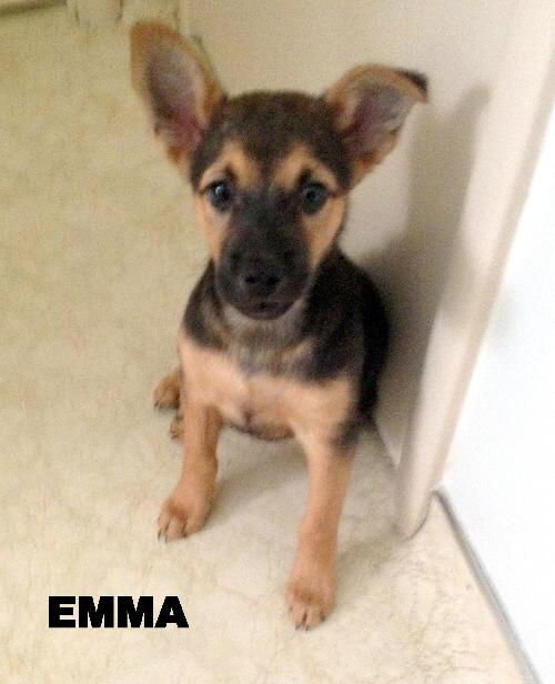 Emma (Puppy)