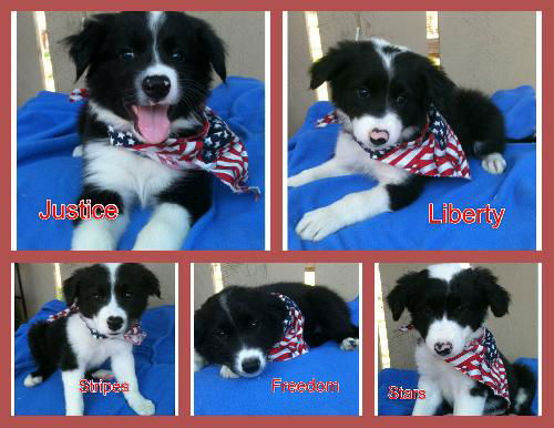 Patriot Pups