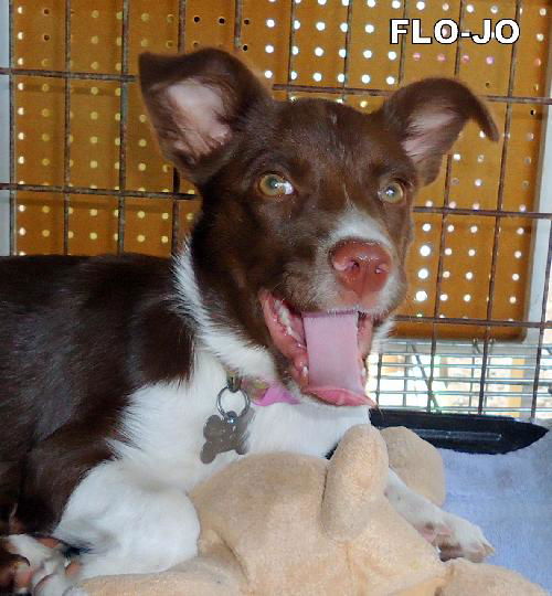 Flo-Jo (Puppy)