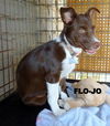 Flo-Jo (Puppy)