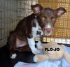 Flo-Jo (Puppy)