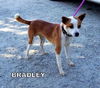 Bradley