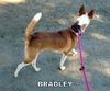 Bradley