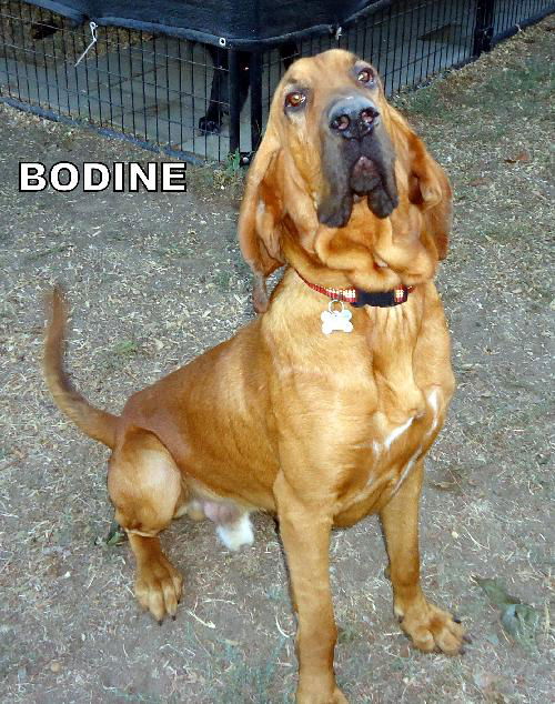 Bodine (Ritzy)