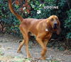 Bodine (Ritzy)