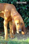Bodine (Ritzy)