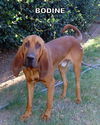 Bodine (Ritzy)