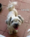 Gavin (Ritzy)