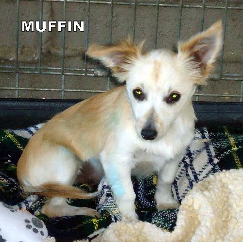 Muffin (Puppy)