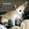 Muffin (Puppy)