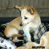 Muffin (Puppy)