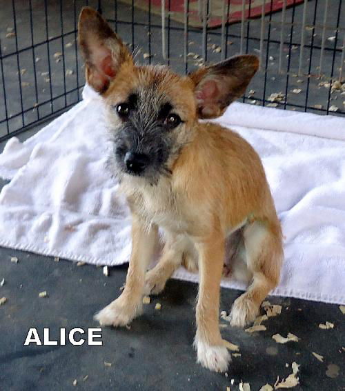 Alice (Puppy)