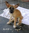 Alice (Puppy)